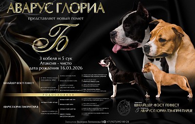 Щенки Американского стаффордширского терьера